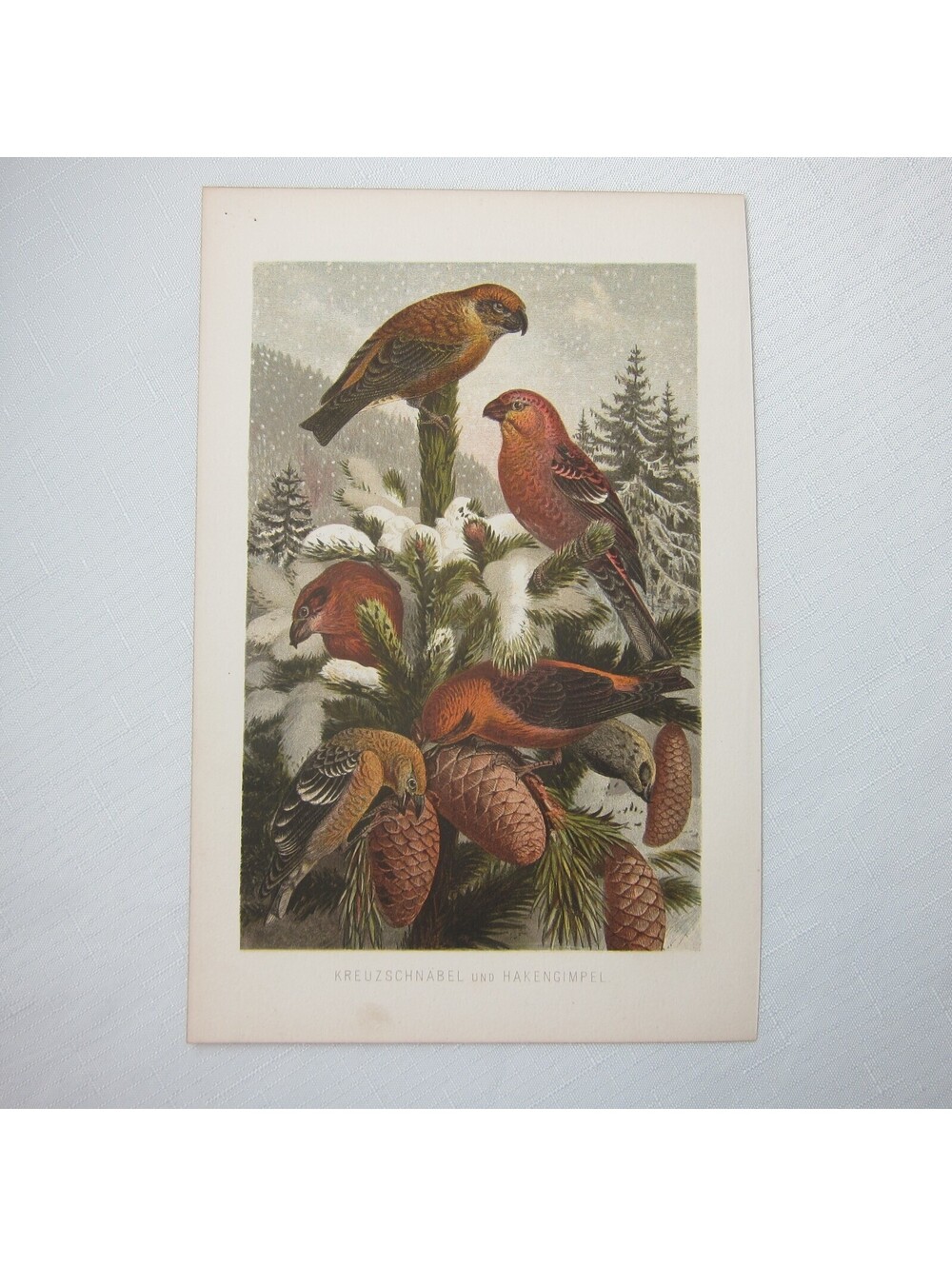 Antique Bird Print Lithograph Crossbill & Hooked Finch Birds 1882